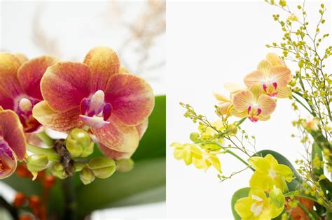 白色蘭花招財|【白色蘭花風水】白色蘭花風水：旺財桃花、招貴人，必看禁忌種。